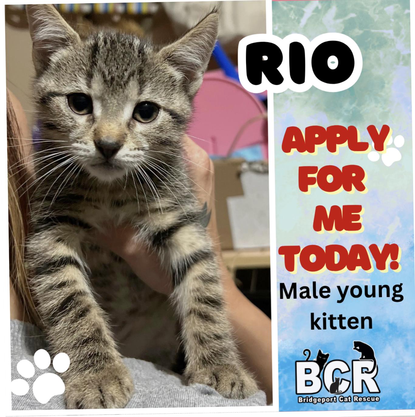 Enlarge Rio, a Adopted Domestic Short Hair in Bridgeport, CT image 1/1