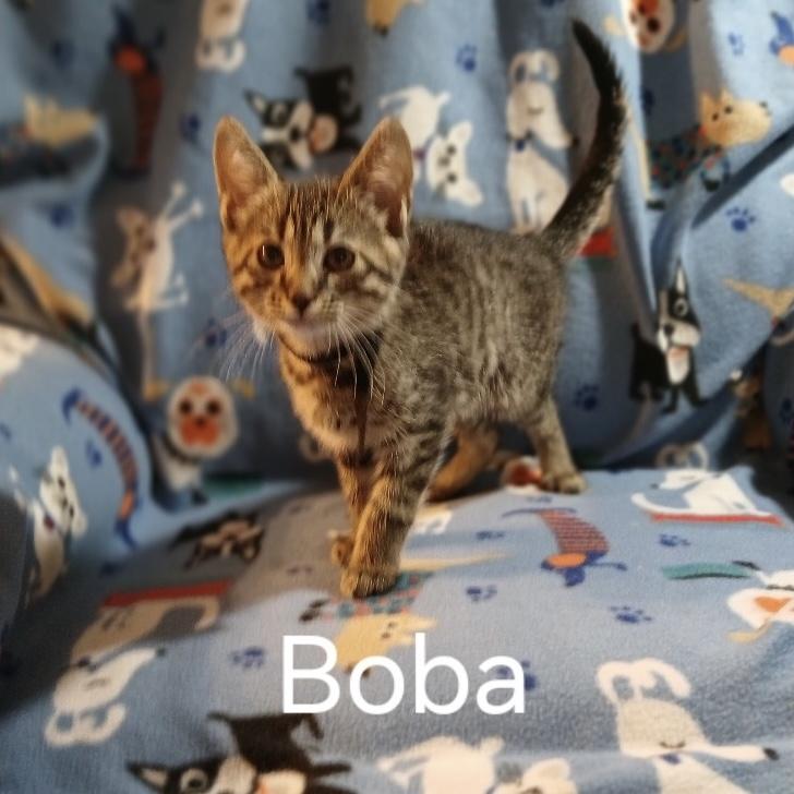 Boba, Young Male Domestic Short Hair