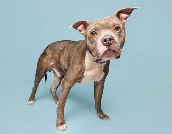 Enlarge Bernard, a Adoptable Mixed Breed image 1/1