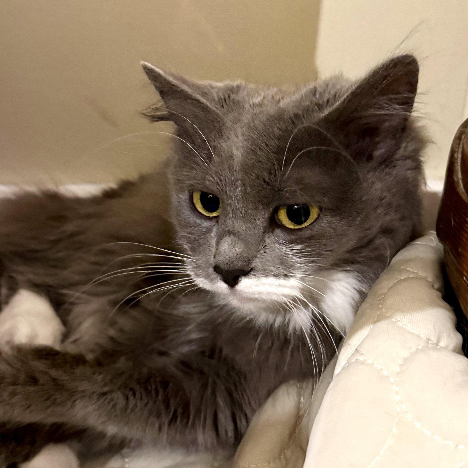 Enlarge Periwinkle, a Adoptable Domestic Long Hair in Reston, VA image 2/3