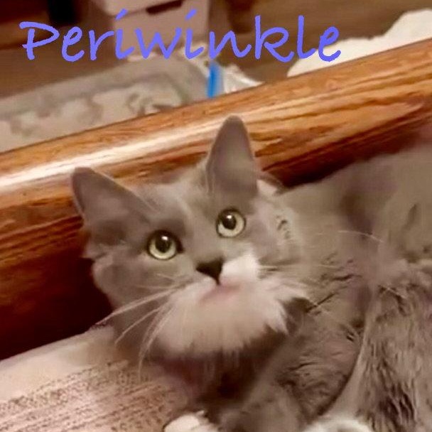 Periwinkle, Adoptable, Young Female Domestic Long Hair.