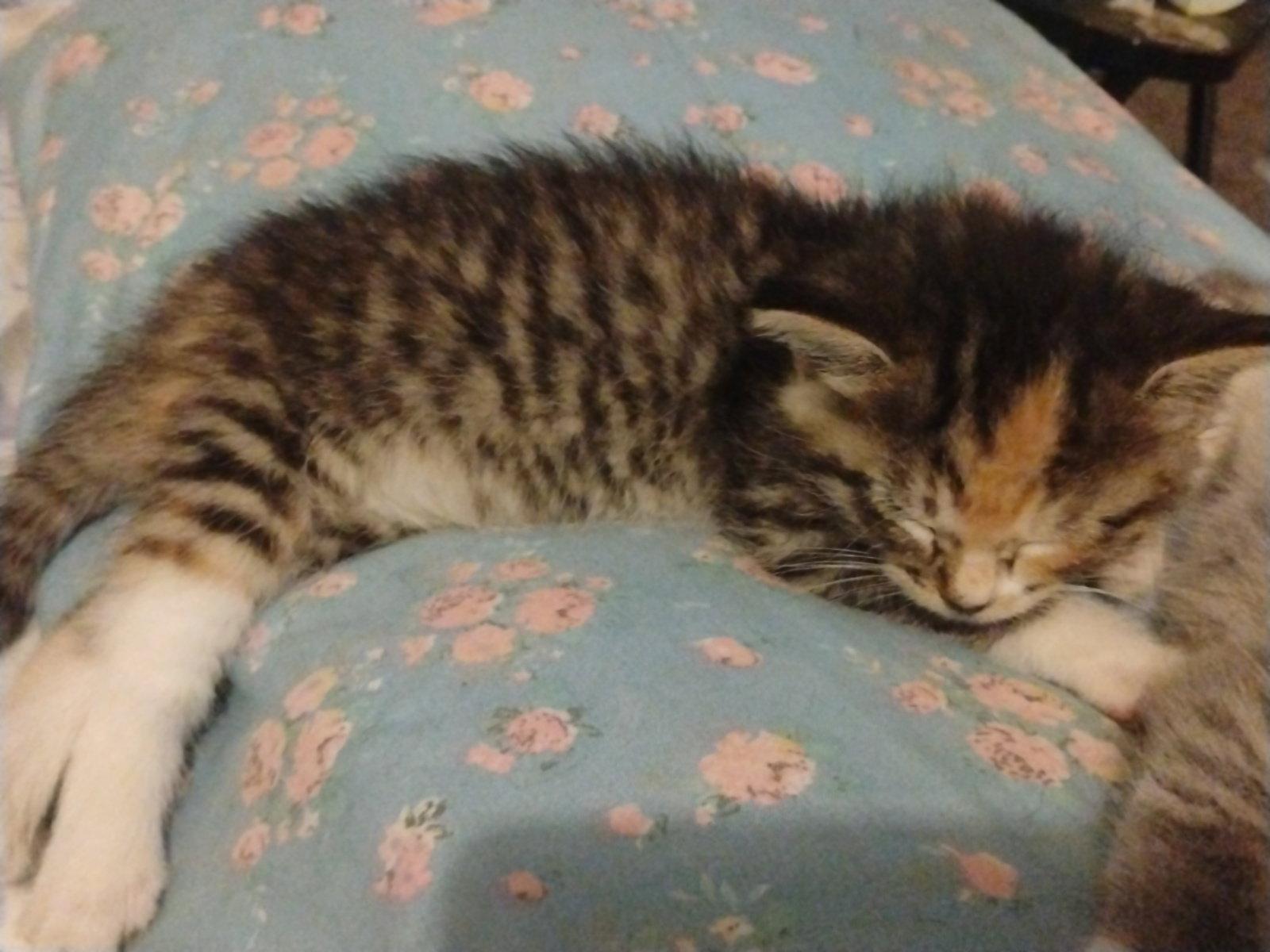 Cleo, Adopted, Young Female Calico.