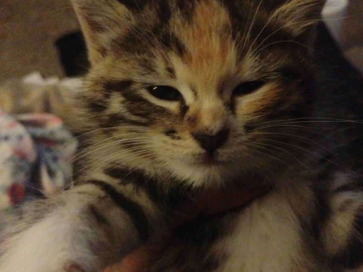 Enlarge Cleo, a Adopted Calico in Glendale, AZ image 3/3