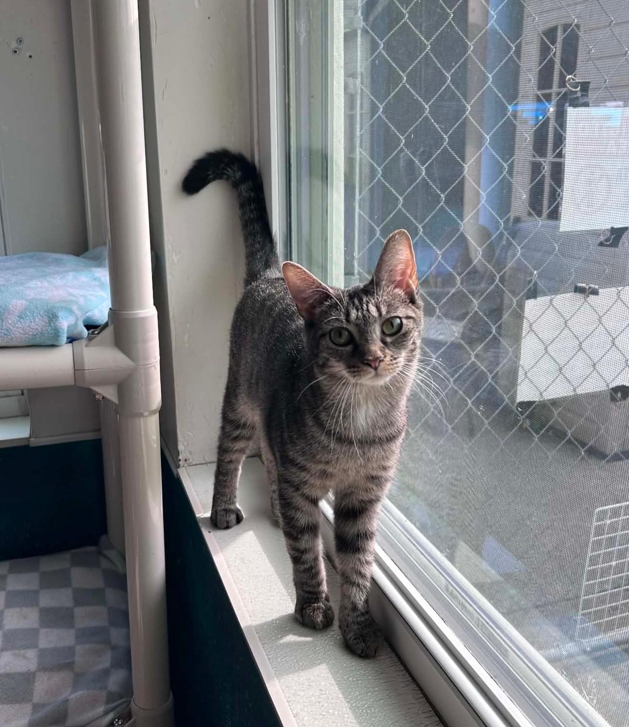 Hemlock, ADOPTABLE, Adult Female Domestic Short Hair.