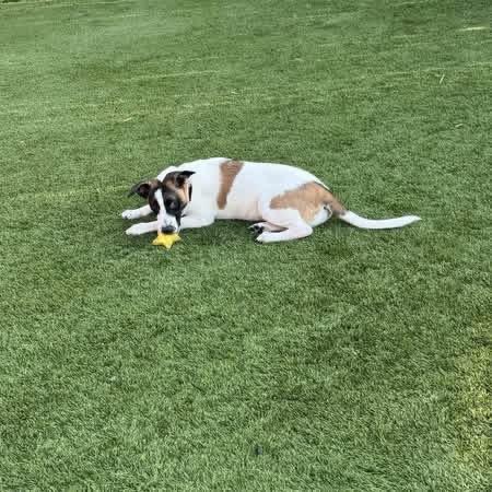 Enlarge Rosie , a Adoptable mixed breed in pittsburgh, PA image 6/6