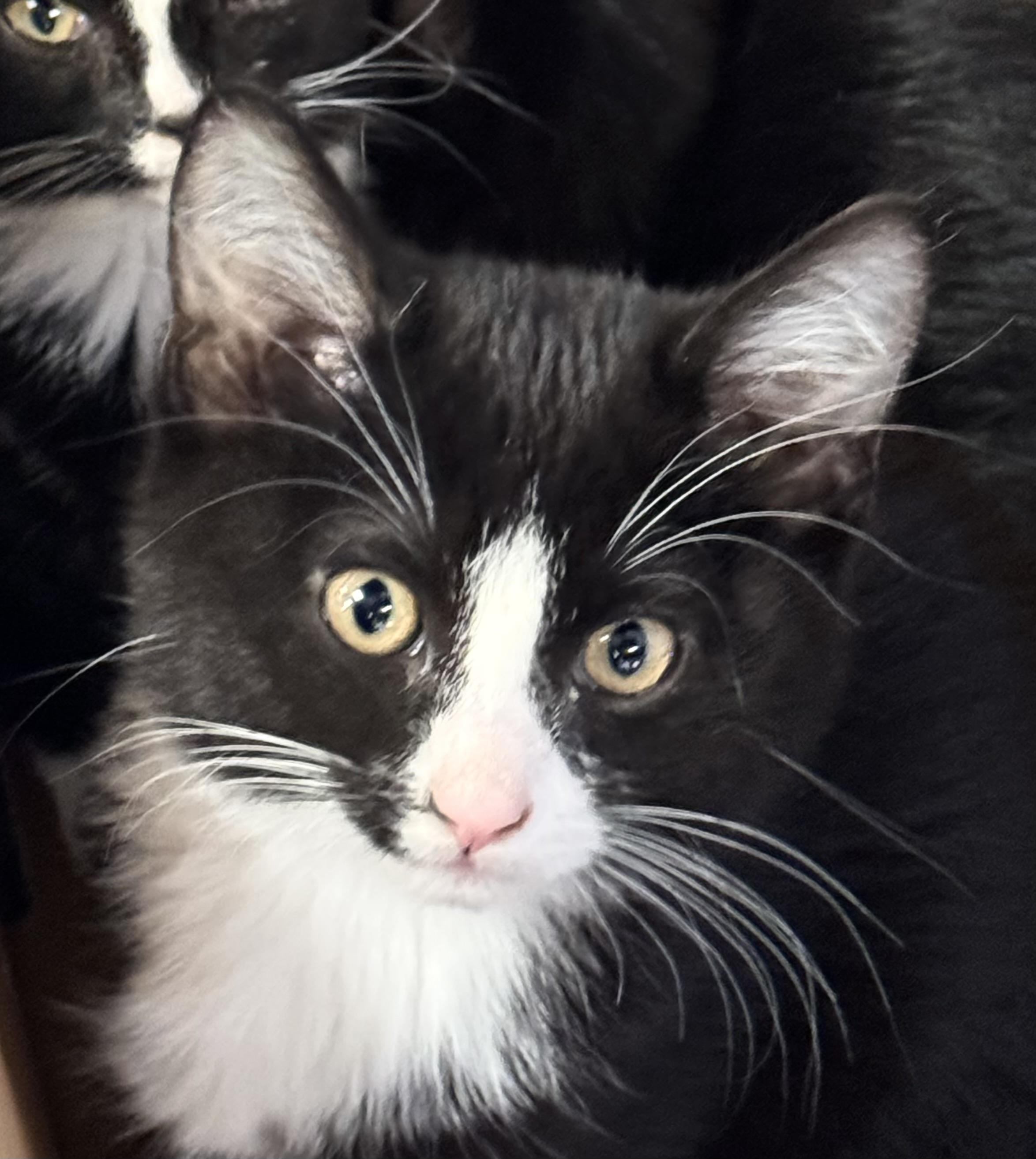 Enlarge Bubbles, a Adoptable mixed breed in Pocatello, ID image 2/3