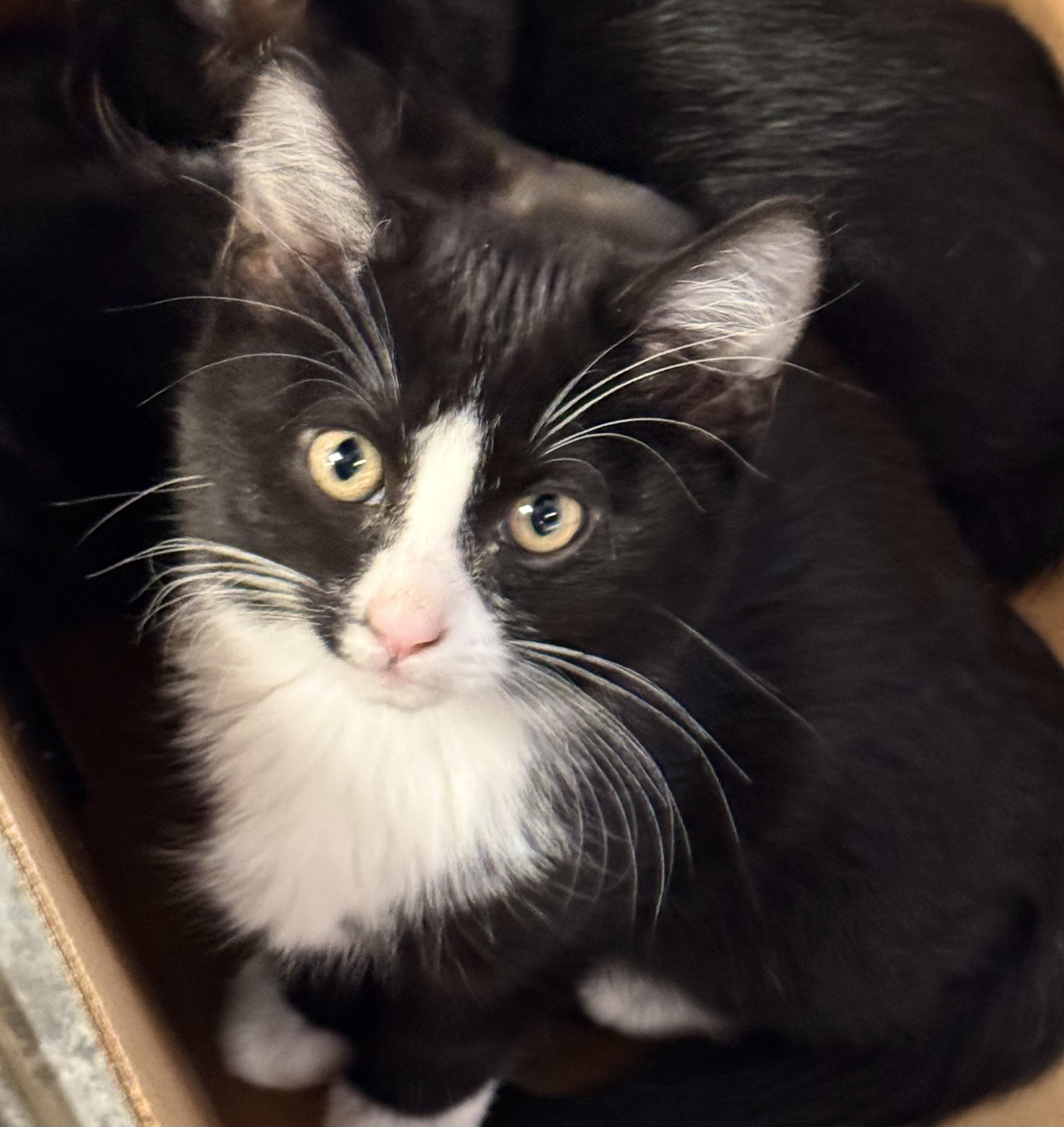 Bubbles, Adoptable, Kitten Male Domestic Short Hair.