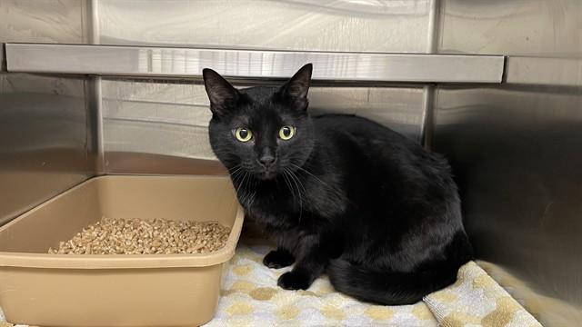 LILITH, Adoptable, Adult Female Domestic Short Hair.