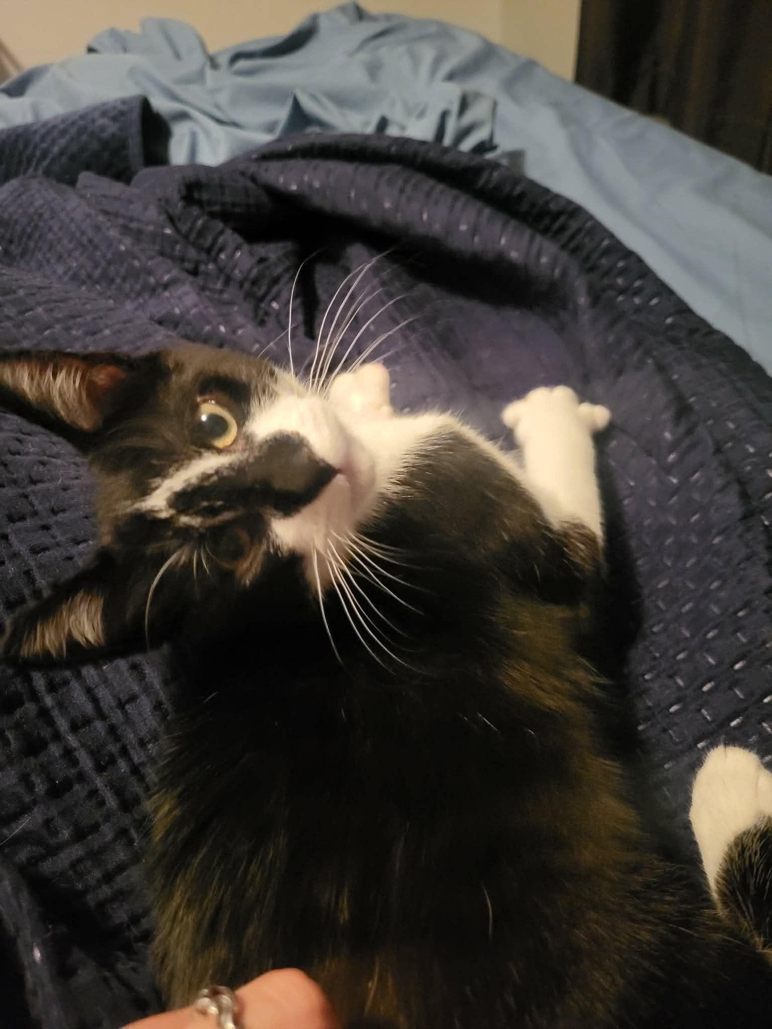 Enlarge Spiro, a Adopted Domestic Short Hair in Montreal, QC image 1/3