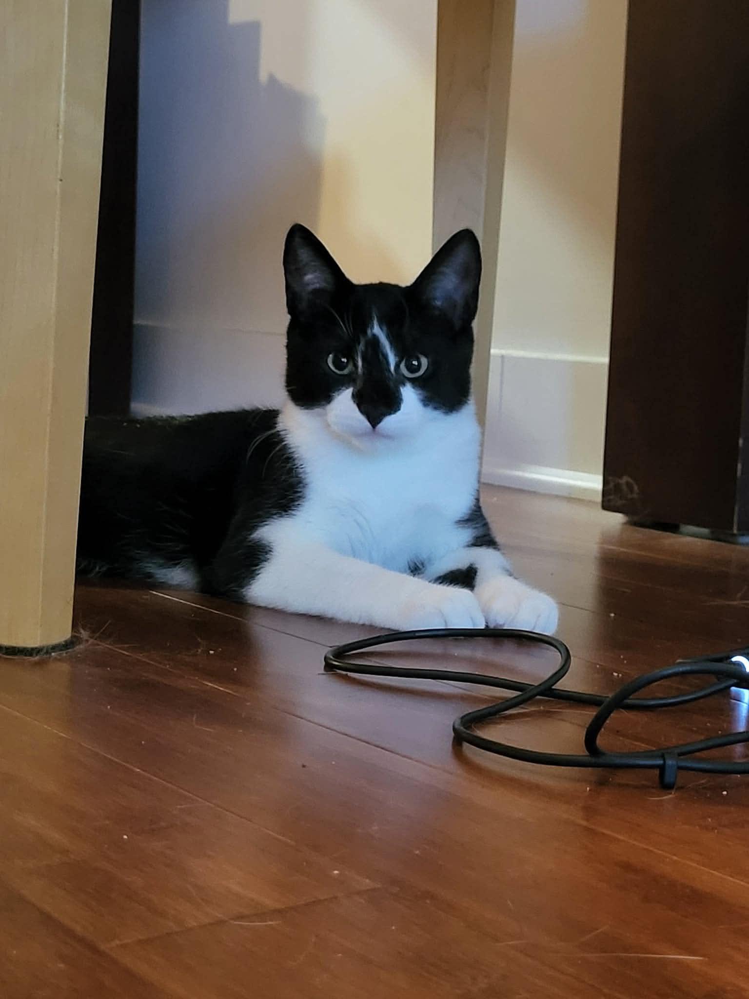 Enlarge Spiro, a Adopted Domestic Short Hair in Montreal, QC image 3/3