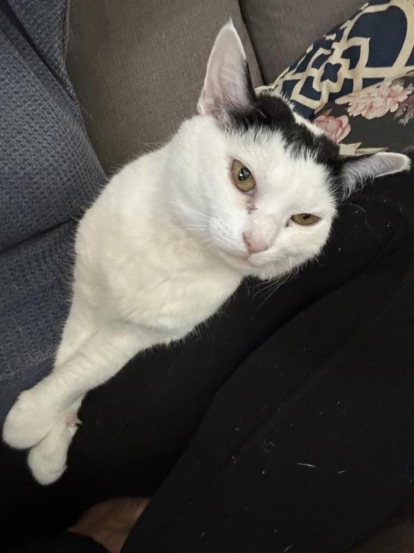 Enlarge Kyle, a Adoptable Turkish Van in Sunnyvale, CA image 3/3