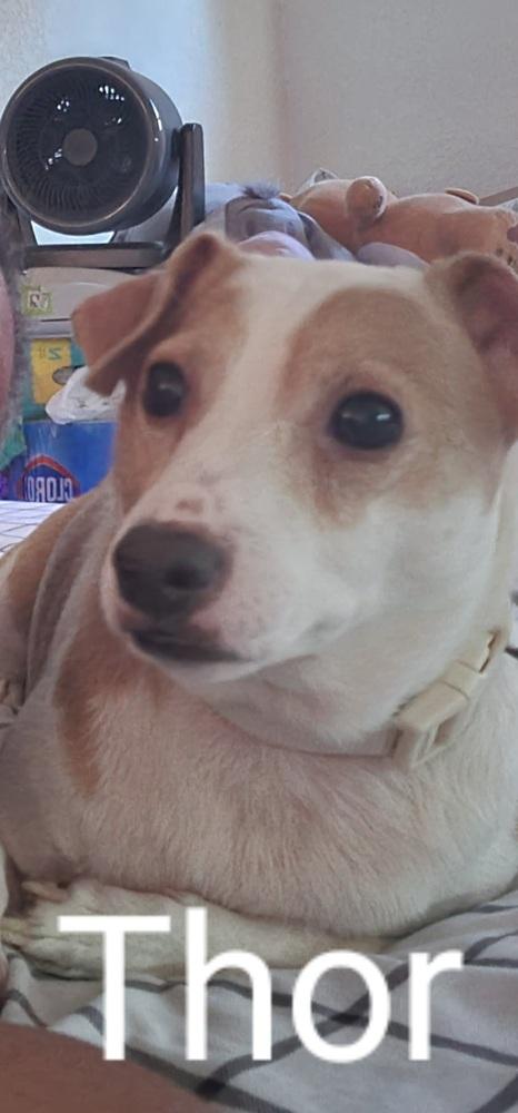 Thor, Adoptable, Adult Male Jack Russell Terrier & Schnauzer.