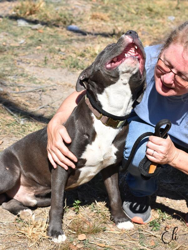 Enlarge Eli, a Adoptable mixed breed in East Hartford, CT image 4/6
