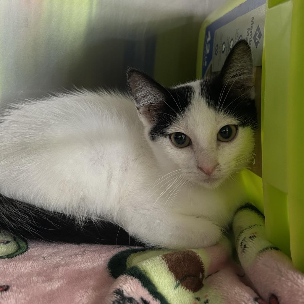 Mercury, Adoptable, Kitten Male Domestic Medium Hair.