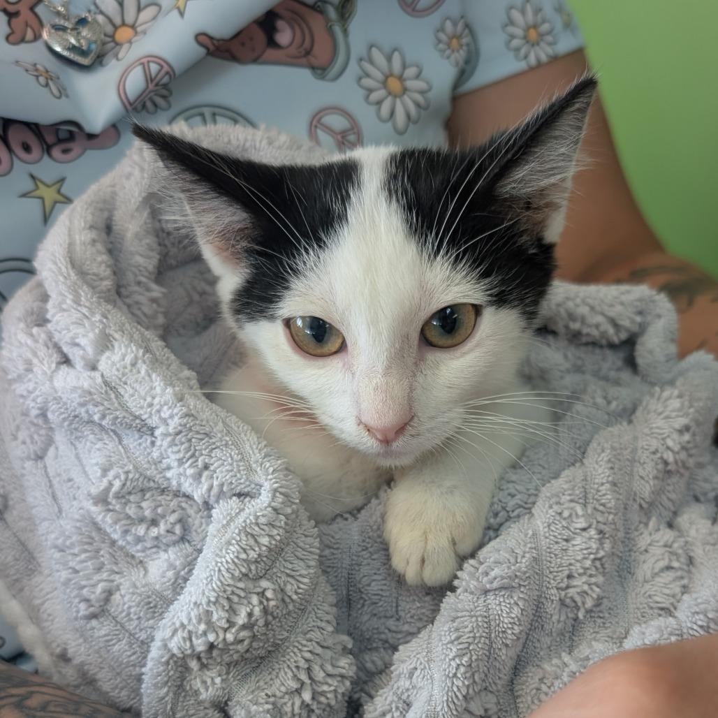 Enlarge Mercury, a Adoptable Domestic Medium Hair in Emporia, KS image 2/3