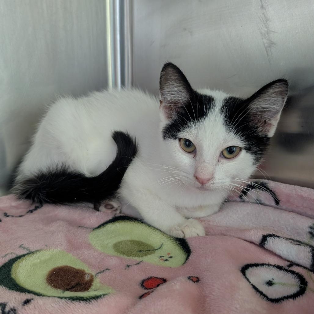 Enlarge Mercury, a Adoptable Domestic Medium Hair in Emporia, KS image 3/3