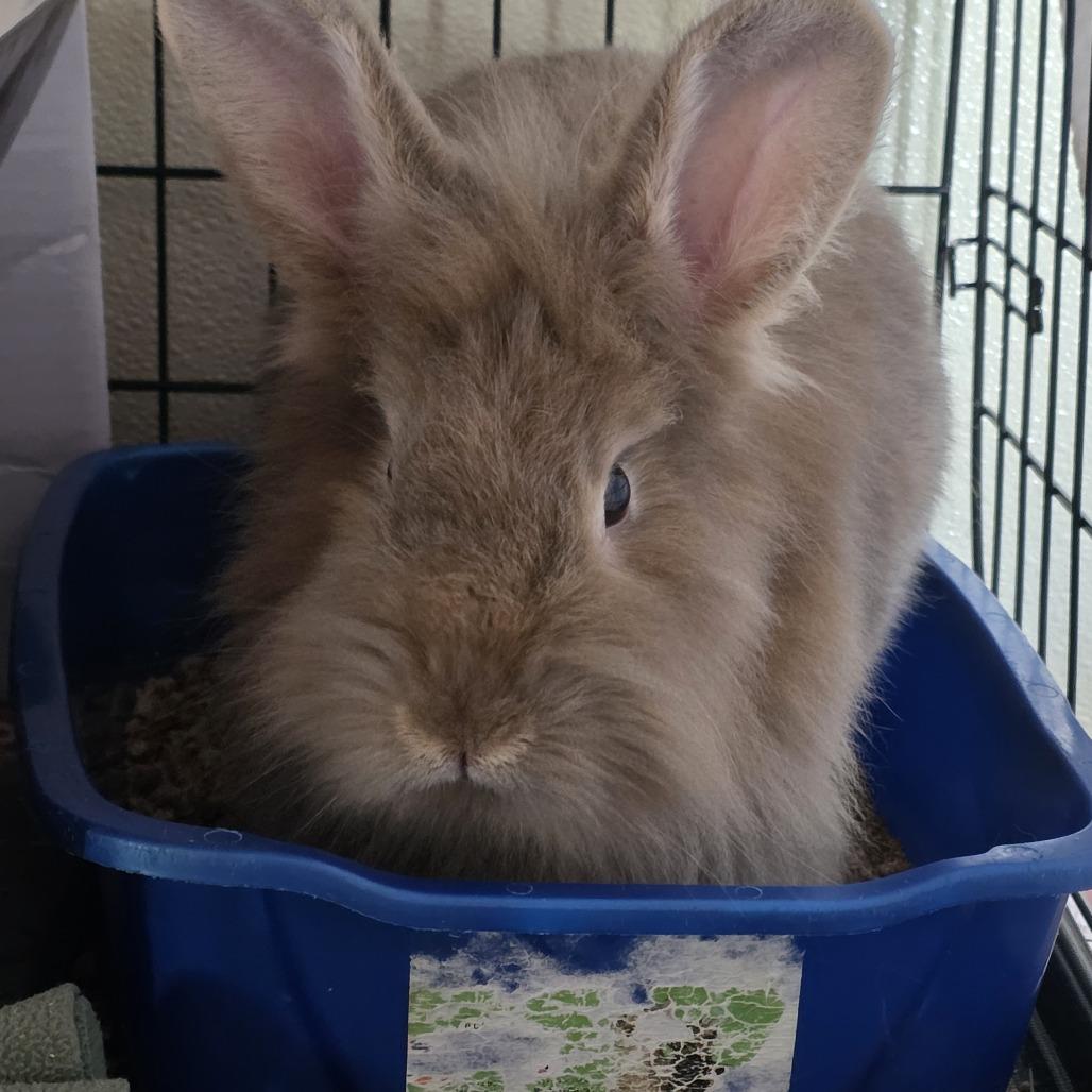Enlarge Ash, a Adoptable Lionhead in Glenfield, NY image 1/2