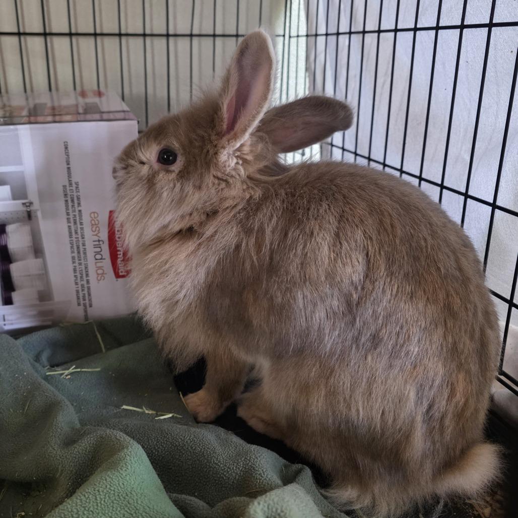 Enlarge Ash, a Adoptable Lionhead in Glenfield, NY image 2/2