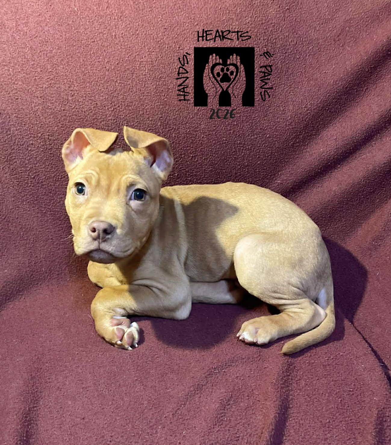 Enlarge Hatchling, an adoptable mixed breed in Omaha, NE image 2/2