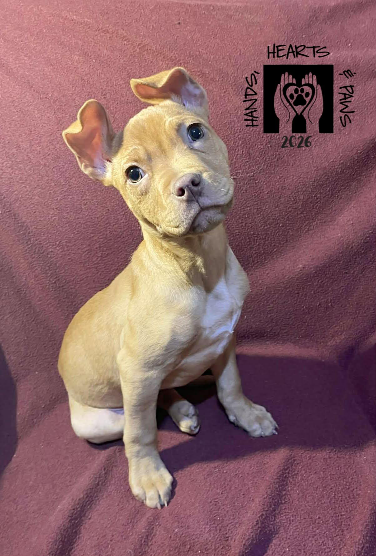 Enlarge Hatchling, an adoptable mixed breed in Omaha, NE image 1/2