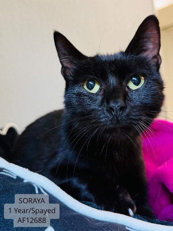 Soraya, a Adoptable Domestic Short Hair in Supply, NC image 1/2