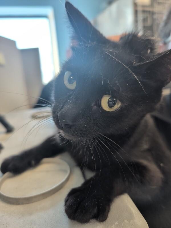 Soraya, a Adoptable Domestic Short Hair in Supply, NC image 2/2