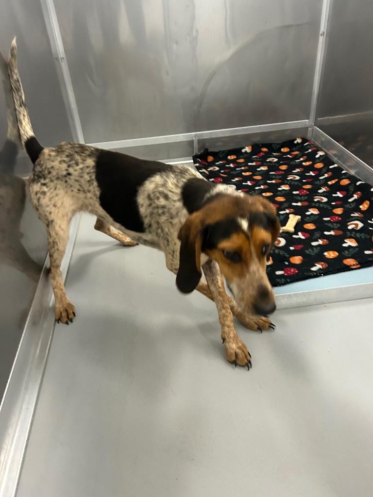 Enlarge Kiarra, a Adoptable Hound in Oxford, NC image 1/2