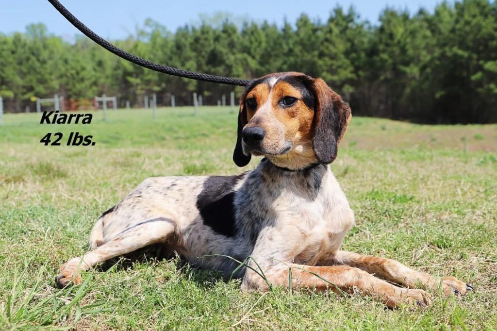 Enlarge Kiarra, a Adoptable Hound in Oxford, NC image 2/2