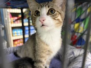 Marcie, a ADOPTABLE Torbie in Midland, MI image 3/6