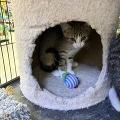 Marcie, a ADOPTABLE Torbie in Midland, MI image 4/6
