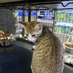 Marcie, a ADOPTABLE Torbie in Midland, MI image 5/6