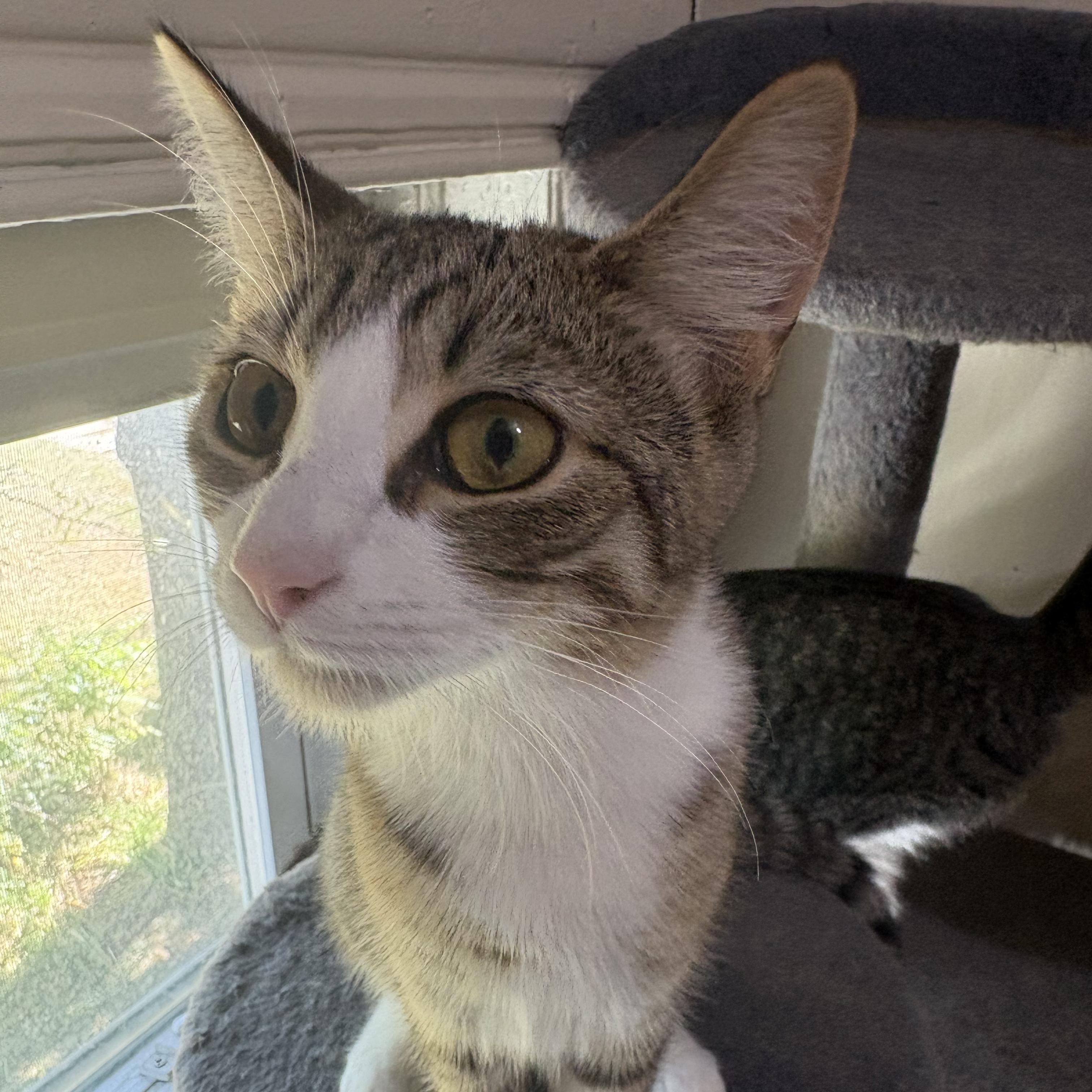 Enlarge Marcie, a Adoptable Torbie in Midland, MI image 6/6