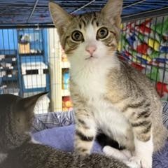 Marcie, ADOPTABLE, Kitten Female Torbie.