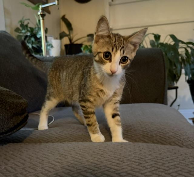 Marcie, a ADOPTABLE Torbie in Midland, MI image 1/6