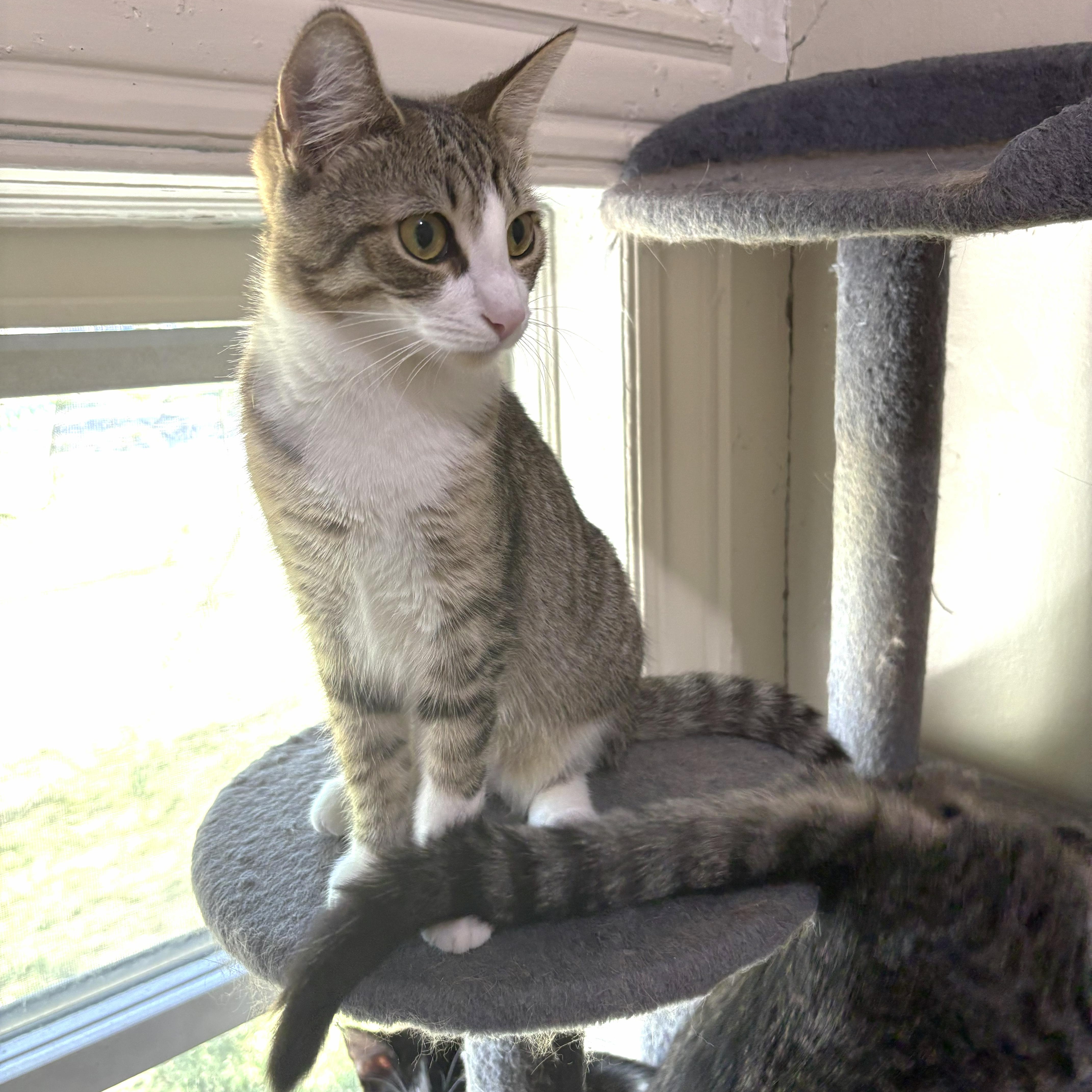 Marcie, Adoptable, Kitten Female Torbie.