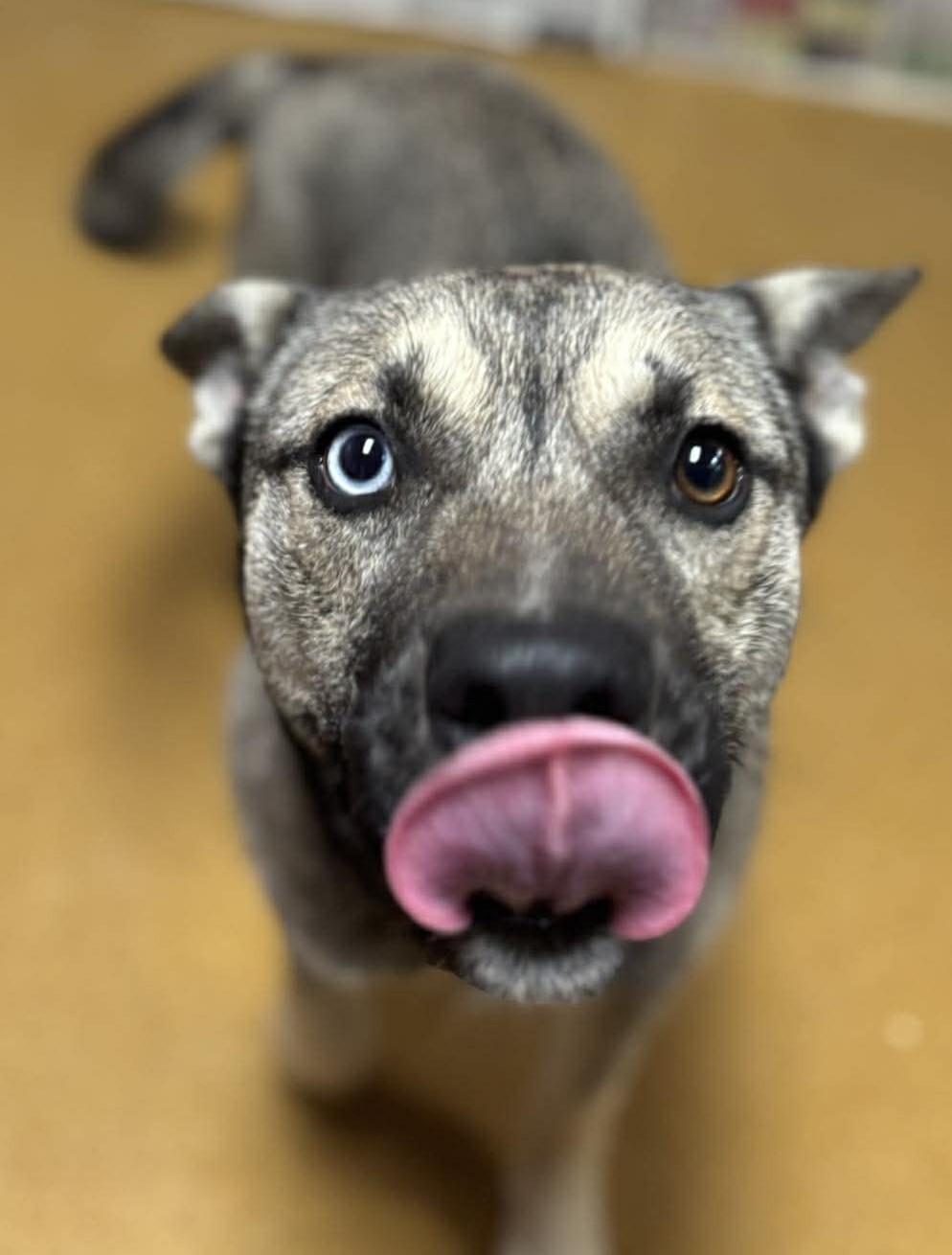 Enlarge Remmi Wolf, a ADOPTABLE mixed breed in Maryville, MO image 3/6