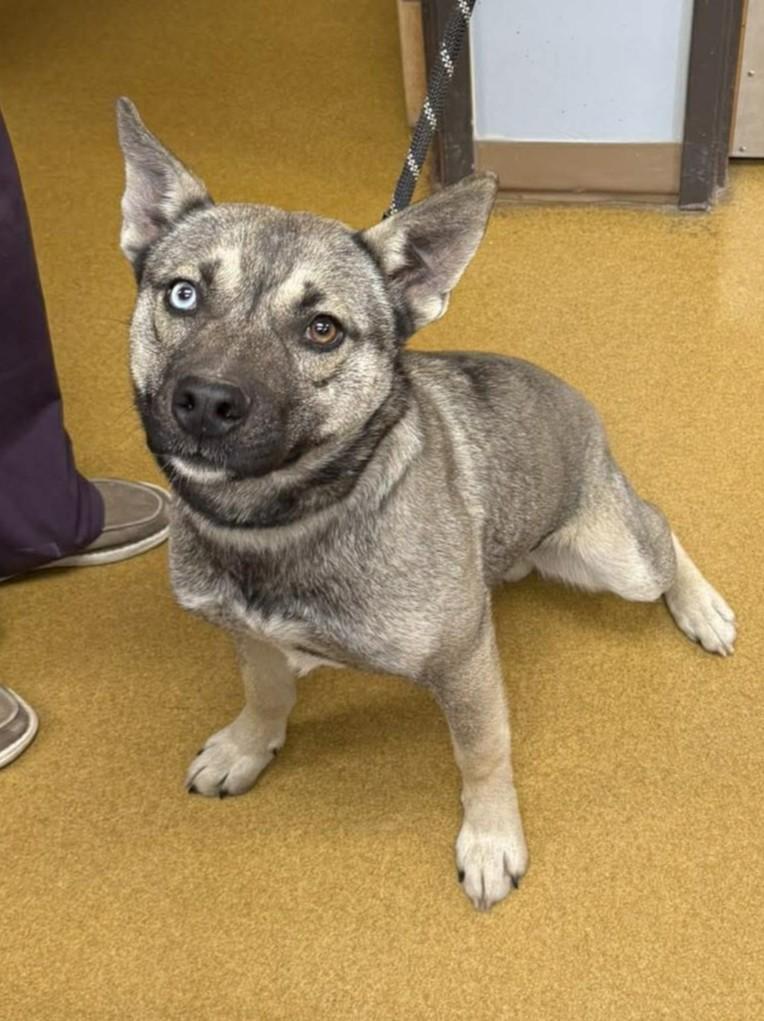 Enlarge Remmi Wolf, a ADOPTABLE mixed breed in Maryville, MO image 1/6