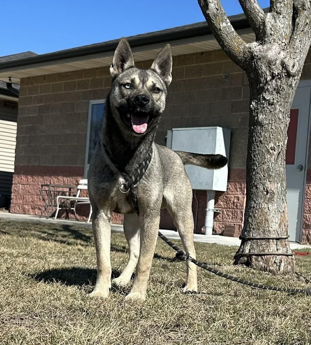 Enlarge Remmi Wolf, a ADOPTABLE mixed breed in Maryville, MO image 2/6
