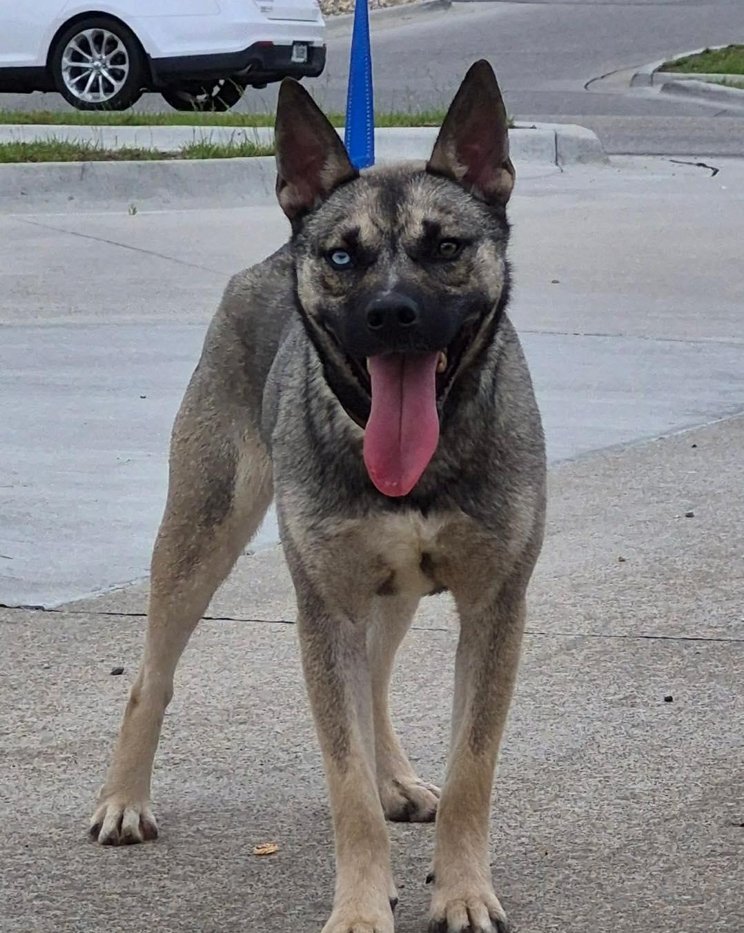 Wolf (Obedience Trained), a ADOPTABLE mixed breed in Maryville, MO image 3/6