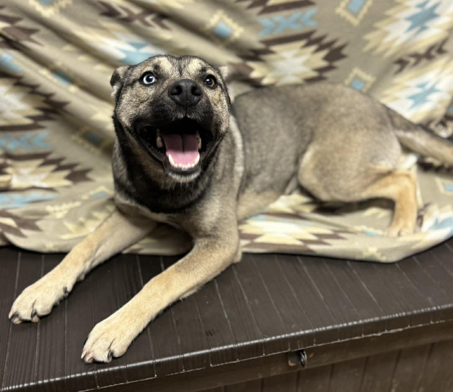 Enlarge Remmi Wolf, a ADOPTABLE mixed breed in Maryville, MO image 4/6