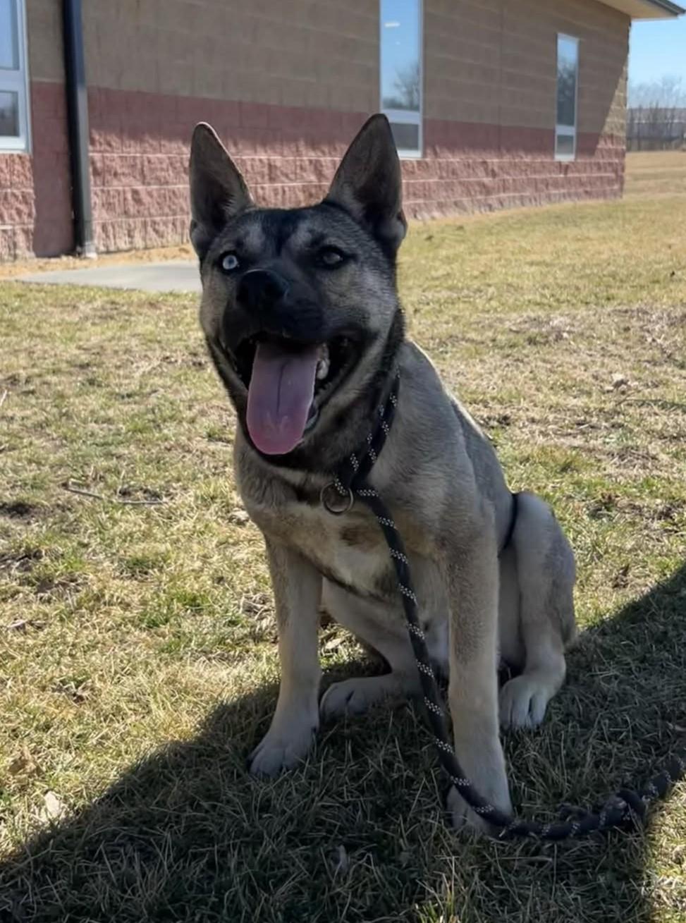 Enlarge Remmi Wolf, a ADOPTABLE mixed breed in Maryville, MO image 6/6
