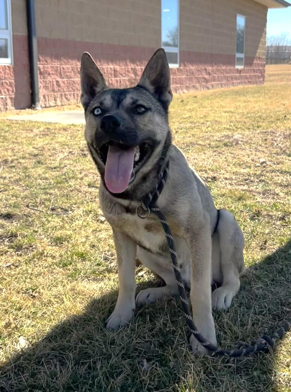Wolf (Obedience Trained), a ADOPTABLE mixed breed in Maryville, MO image 2/6