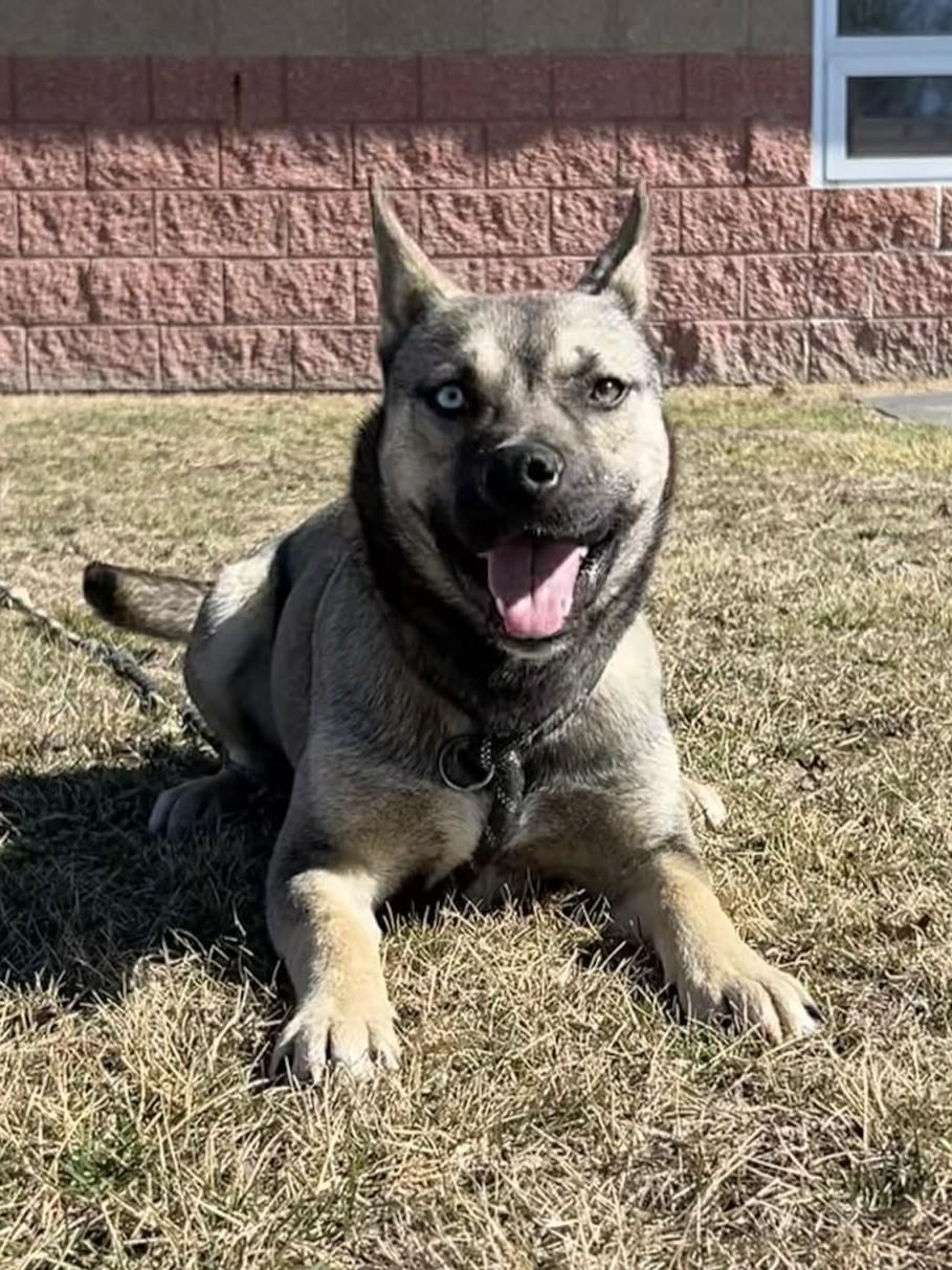 Enlarge Remmi Wolf, a ADOPTABLE mixed breed in Maryville, MO image 5/6