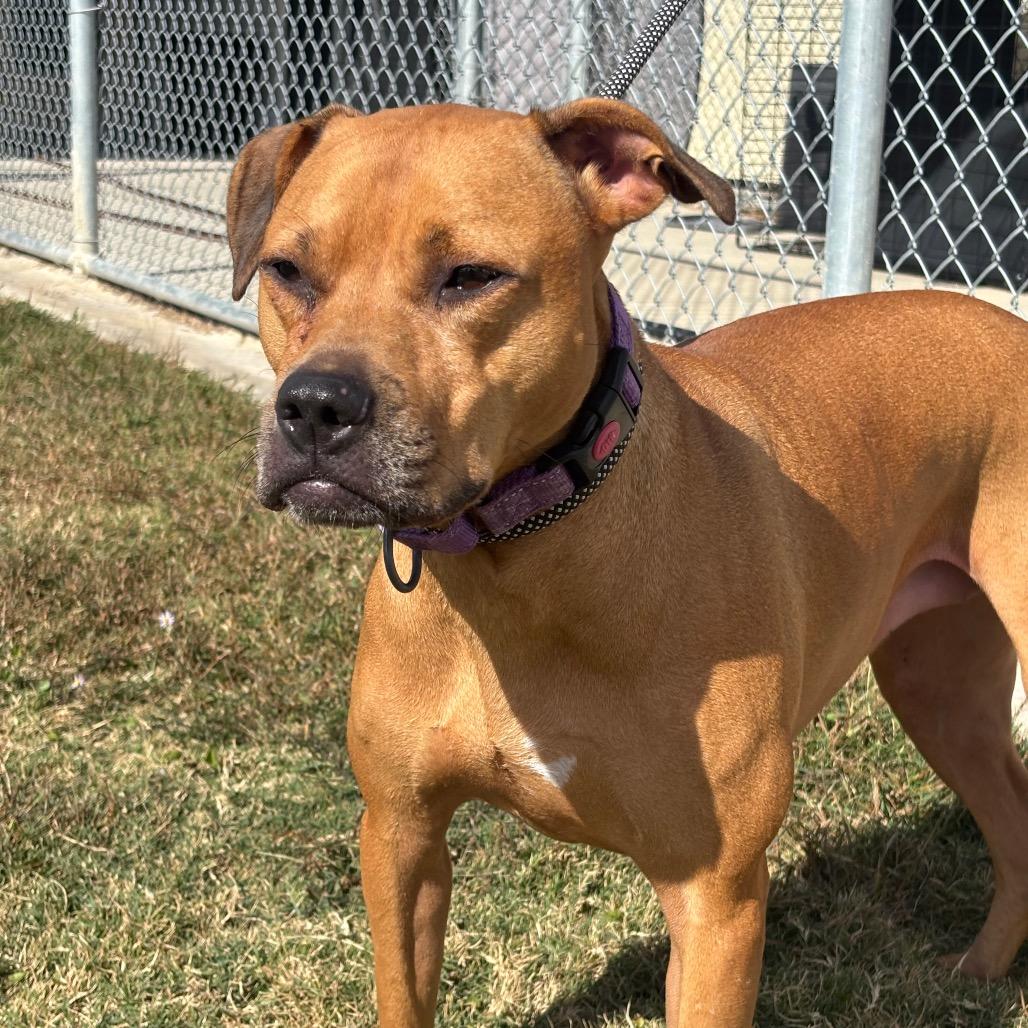 Bella-Rose, Adoptable, Adult Female Black Mouth Cur & Labrador Retriever.