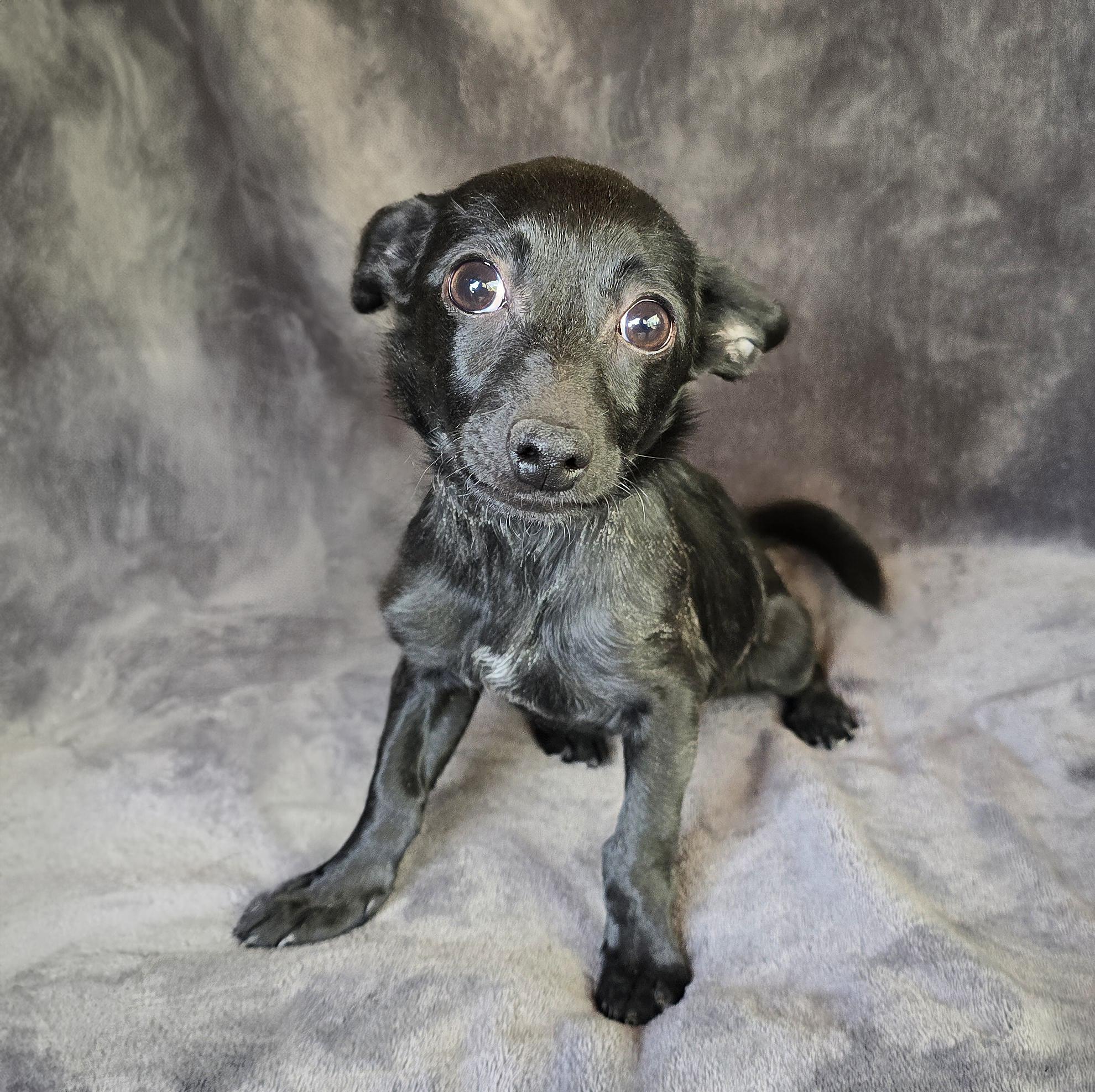 Sweetie Pie SunRay ~ Chiweenie