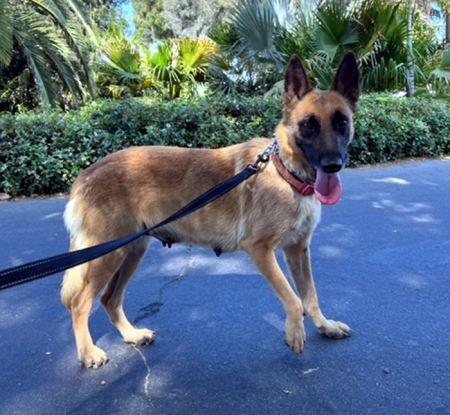 Fiona, Adoptable, Adult Female Belgian Shepherd / Malinois.