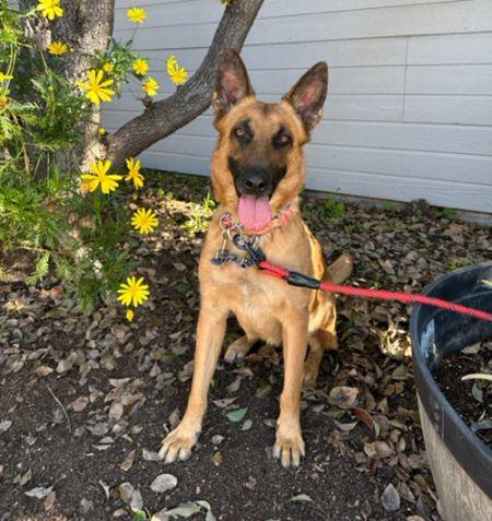 Enlarge Fiona, a Adoptable Belgian Shepherd / Malinois in Irvine, CA image 2/6