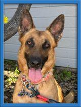 Enlarge Fiona, a Adoptable Belgian Shepherd / Malinois in Irvine, CA image 3/6