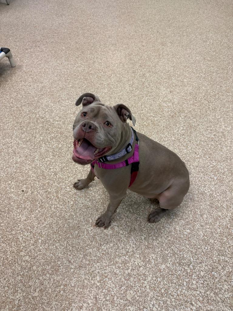 Enlarge Emmy, a Adopted mixed breed in Utica, MI image 1/6