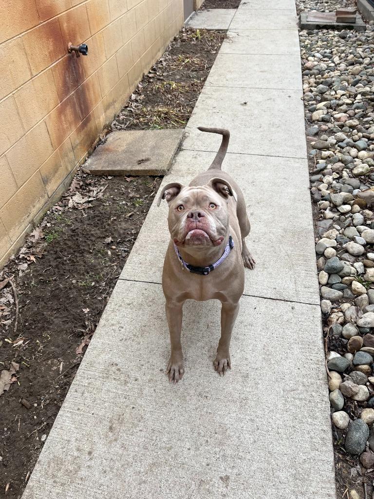 Enlarge Emmy, a Adopted mixed breed in Utica, MI image 2/6